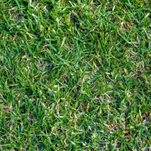 Buffalo Grass Seeds: Buchloe Dactyloides Organic Lawn Ground Cover