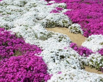 White Magic Creeping Thyme Seeds - Thymus Serpyllum - Heirloom Ground Cover Plants Easy to Plant and Grow - Open Pollinated