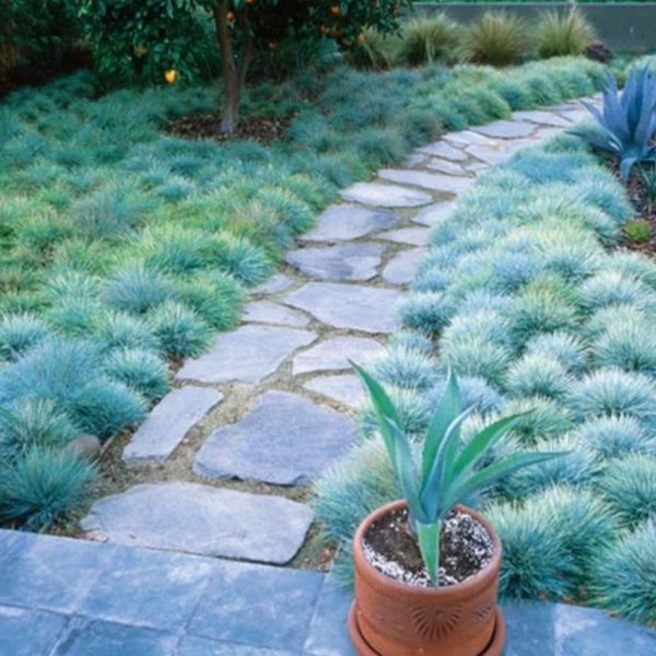 Blue Fescue Ornamental Grass Seeds - Perennial, Low Growing, Drought Tolerant