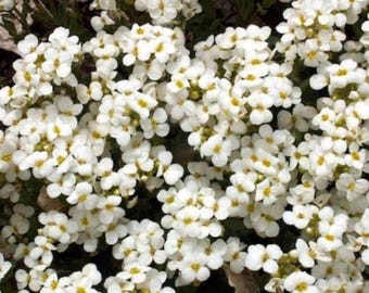 White Rockcress Seeds Arabis Alpina: Perennial Ground Cover, White Blooms, Easy Non-GMO Flower Seed Packet