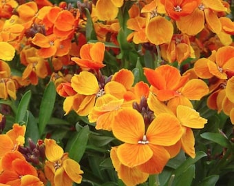 Flower Seeds Wildflower Pollinator Mix 25,000+ Non-GMO Seeds 18 Varieties for Outdoor Garden