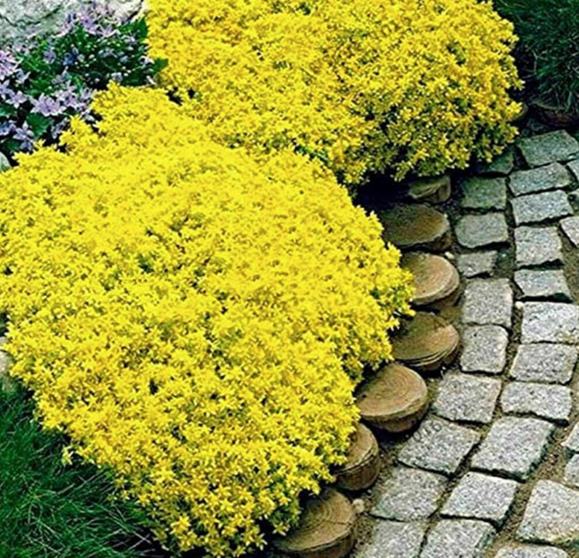 Yellow Creeping Thyme Seeds Thymus Serpyllum Heirloom Ground Cover