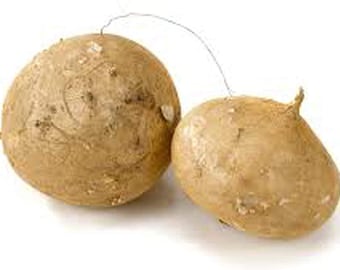 Jicama Root Seeds - 20 Large Seeds - Non-GMO - Vegetable Garden