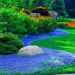 Heirloom Blue Creeping Thyme Seeds - Easy-Grow - Fragrant Ground Cover Plants - Thymus Serpyllum