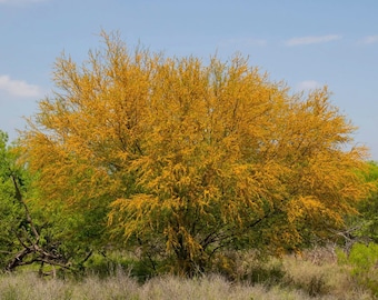 Sweet Acacia Tree - Huisache Acacia farnesiana