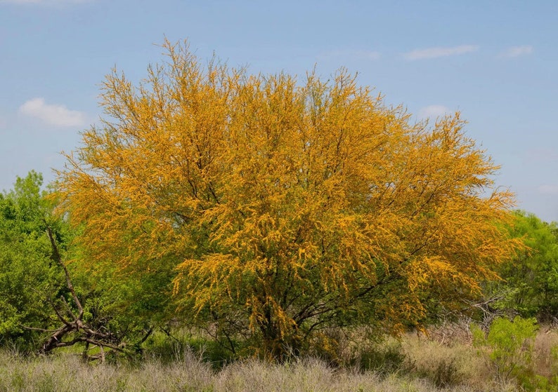 Sweet Acacia Tree Huisache Acacia farnesiana image 1