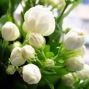 Climbing Jasmine Flower Seeds - Fragrant Plant Four Seasons Evergreen Silver Jasmine Non-Gmo