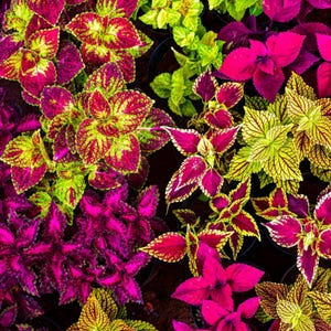 Rainbow Coleus Seeds for Planting – Vibrant, Colorful Foliage for Indoor & Outdoor Gardens