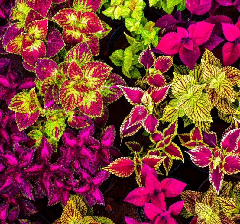Rainbow Coleus Seeds for Planting – Vibrant, Colorful Foliage for Indoor & Outdoor Gardens