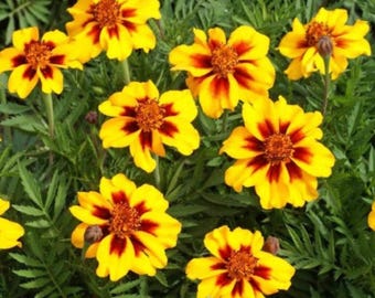 Naughty Marietta French Marigold Seeds - Tagetes Patula - Ground Cover Flowers Plants Easy to Plant and Grow