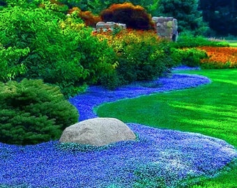 Heirloom Blue Creeping Thyme Seeds - Easy-Grow, Fragrant Ground Cover Plants, Open Pollinated - Thymus Serpyllum