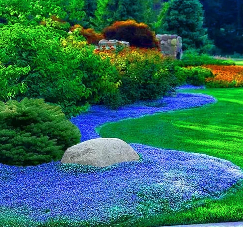 Heirloom Blue Creeping Thyme Seeds Easygrow, Fragrant Ground Cover