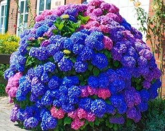 Hydrangea Seeds Blue Pink Purple Mix: Hardy Perennial Flower Seeds for Outdoor Gardening