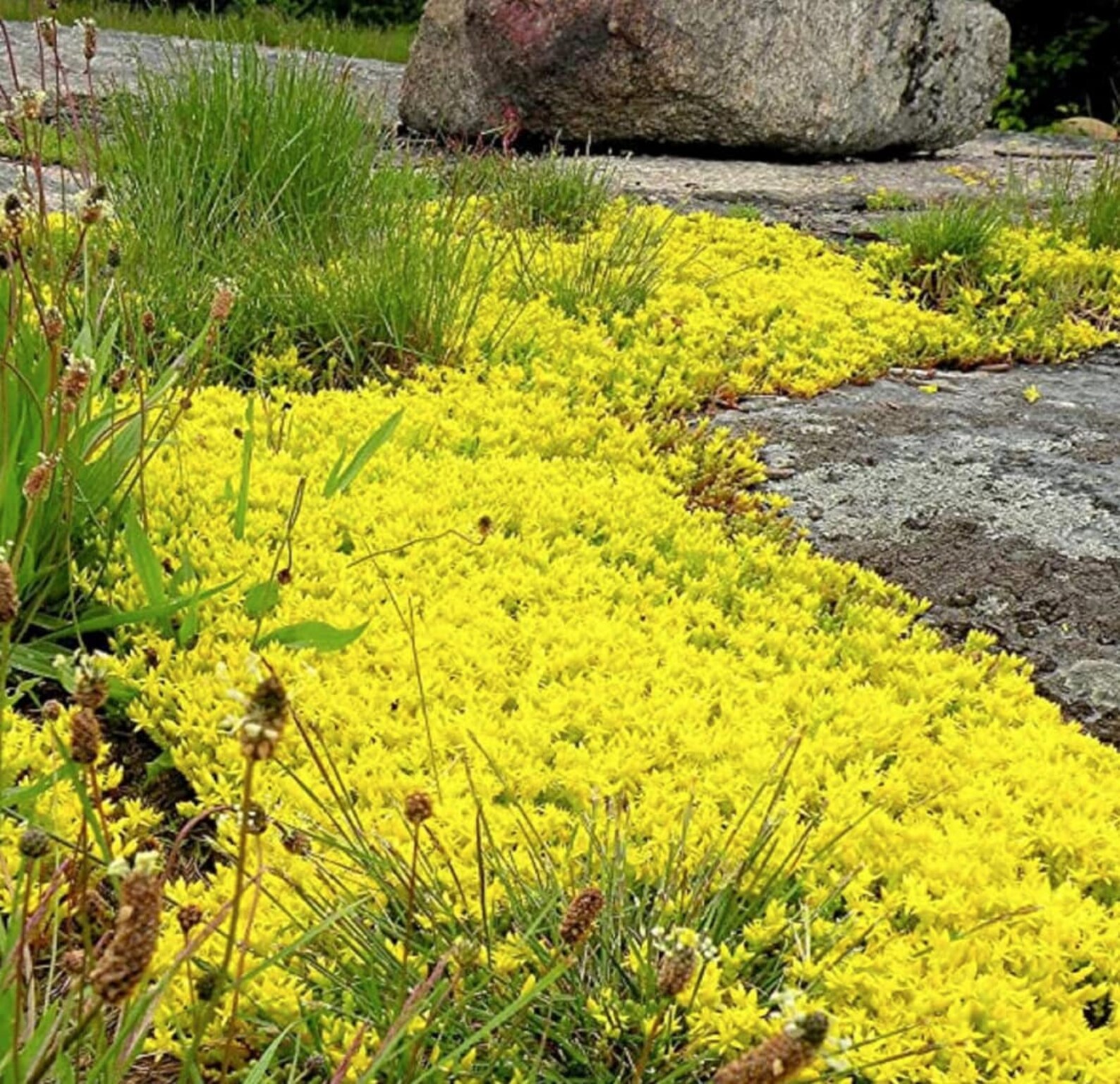 Yellow Creeping Thyme Seeds Thymus Serpyllum Heirloom Ground Cover Plants Open Pollinated Etsy