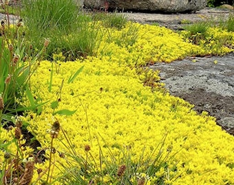 Yellow Creeping Thyme Seeds - Thymus Serpyllum - Heirloom Ground Cover Plants Open Pollinated