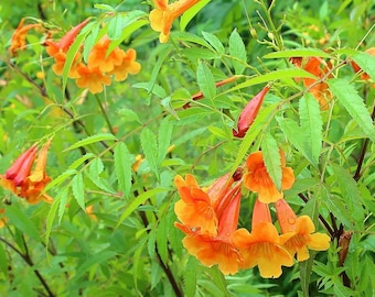 Tecoma X Orange Jubilee 'Tecoma Alata' Seeds - Flaming Bells, Orange Trumpet, Esperanza