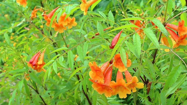 Tecoma X Orange Jubilee 'Tecoma Alata' Seeds Flaming Bells, Orange Trumpet, Esperanza image 1