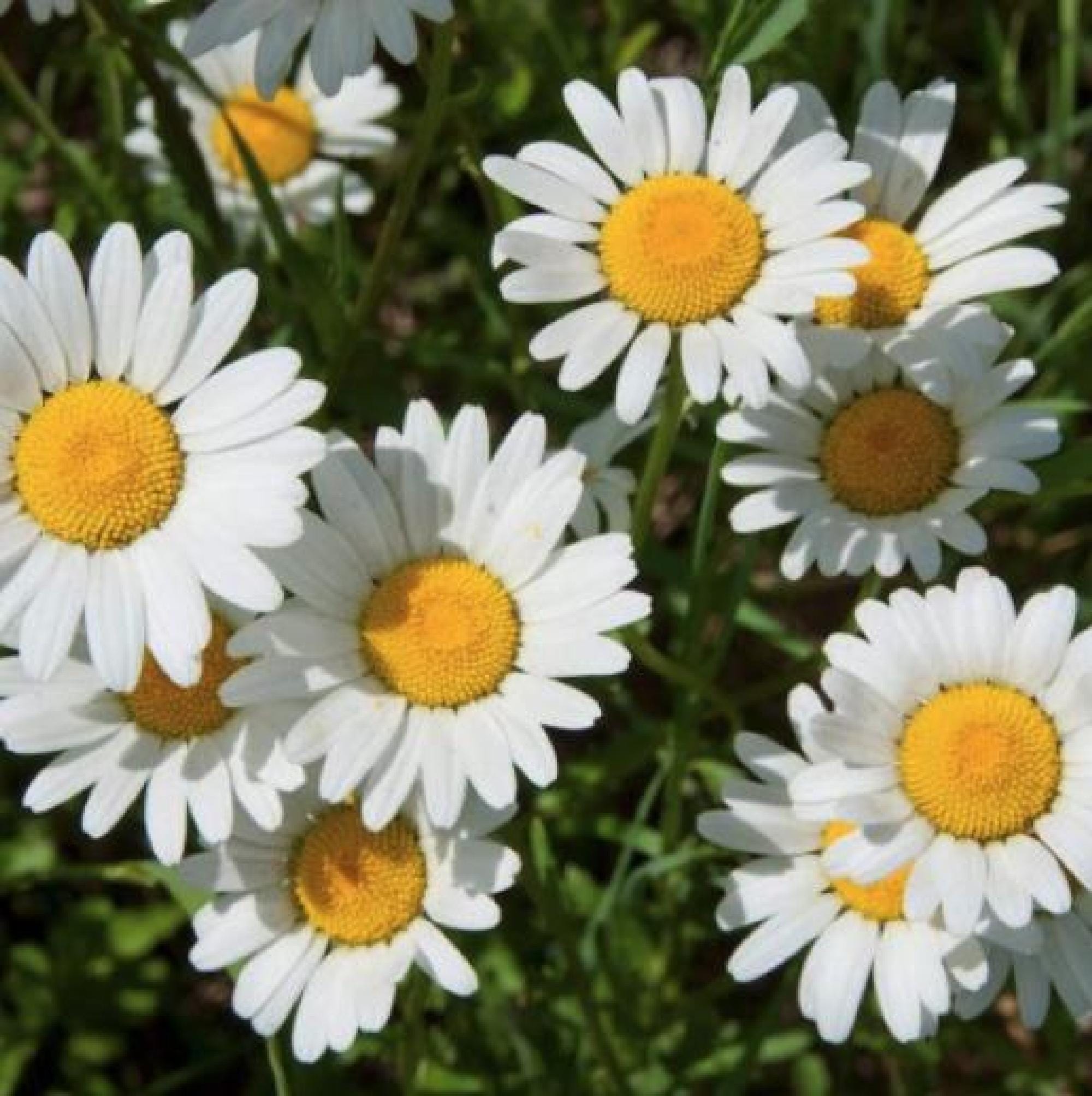 Ox Eye Daisy Seeds - Ground Cover Flowers Plants Easy to Plant and Grow ...