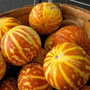 Seeds Tigger Tiger Melon Pack: 25 Heirloom Exotic Fruit Seeds for Sweet Garden Melons, Non GMO, Rare Variety
