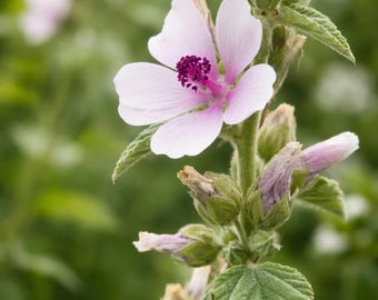 Marshmallow Seeds - Althaea Officinalis - Pollinator Magnet - Non-GMO