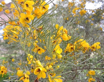 Australian Yellow 'SILVER CASSIA' Silvery Leaf Senna Aremisiodes Seeds