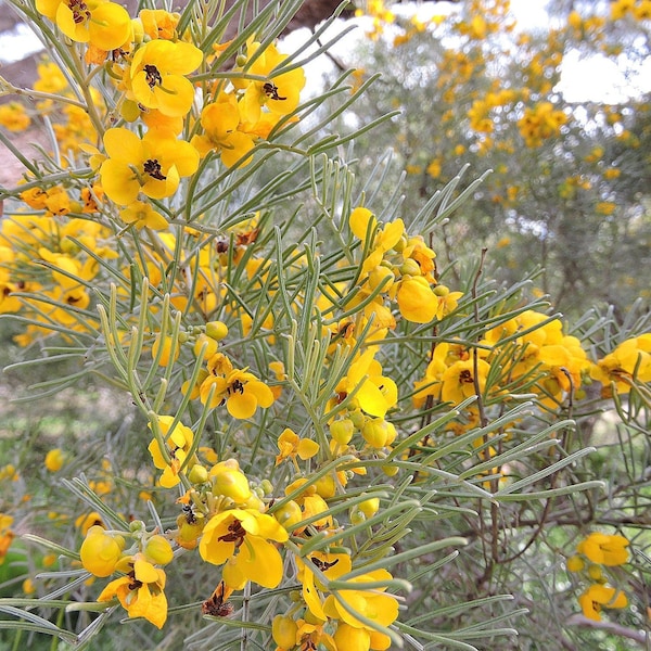 Australian Yellow 'SILVER CASSIA' Silvery Leaf Senna Aremisiodes Seeds