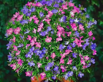 5000 Multicolor Creeping Thyme Seeds - Vibrant, Easy-to-Grow Ground Cover Flower Mix