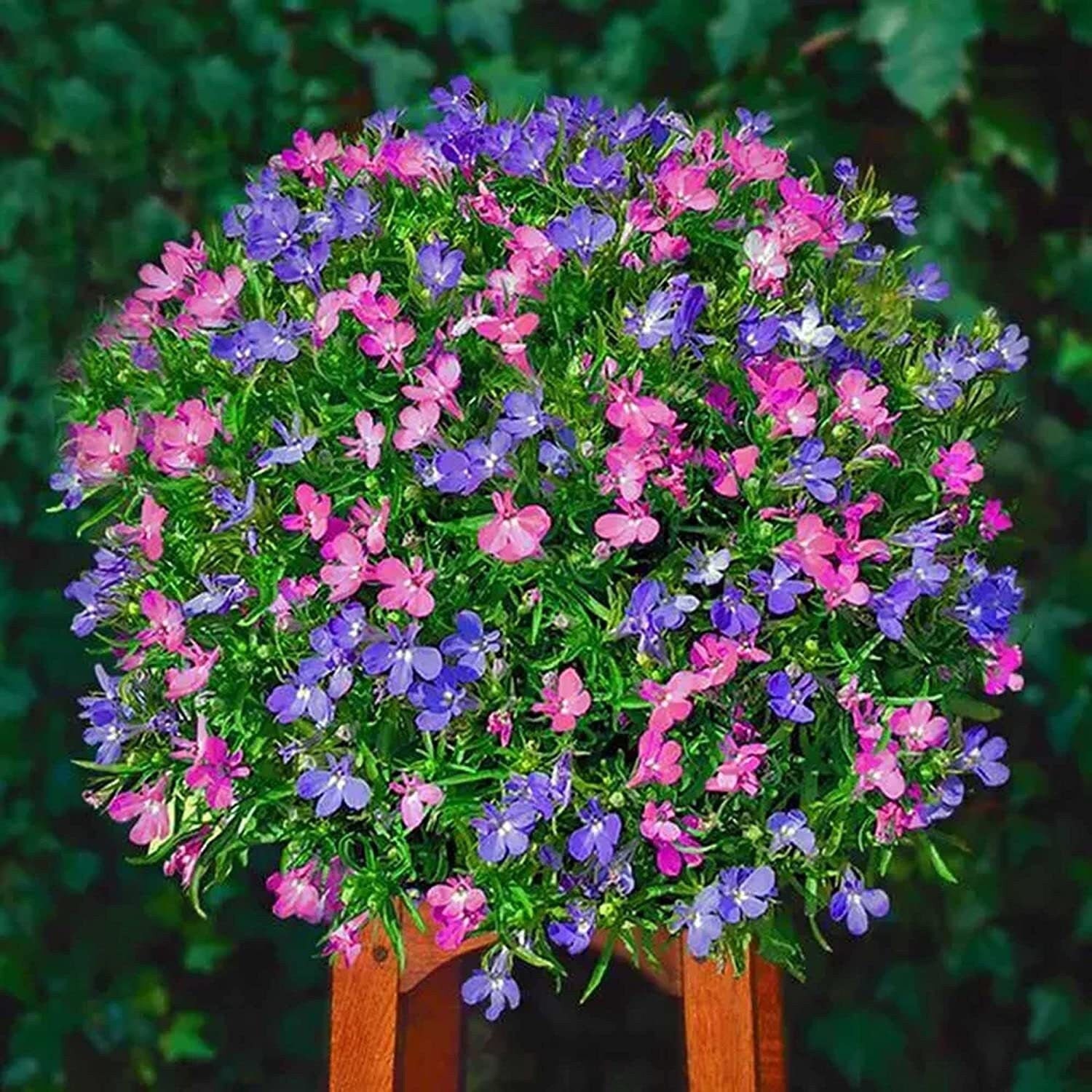 Multicolor Creeping Thyme Seeds - Vibrant Easy-to-Grow Ground Cover Flower Mix