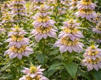 Sachet de graines de mélisse maculée : Monarda punctata, fleurs sauvages indigènes, héritage, graines rares sans OGM