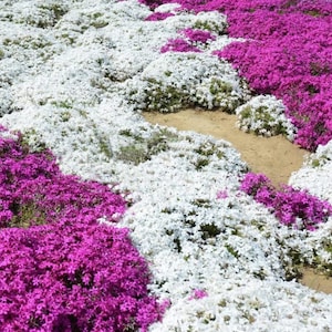 White Magic Creeping Thyme Seeds - Thymus Serpyllum - Heirloom Ground Cover Plants - Easy to Plant and Grow