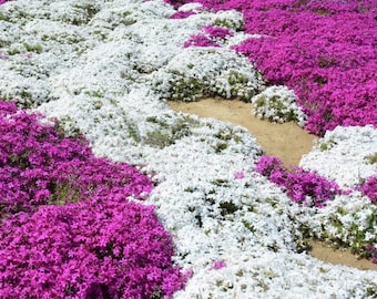 Creeping Thyme Seeds White Magic: Heirloom Thymus Serpyllum, Non-GMO, Organic Ground Cover, Easy Outdoor Plant