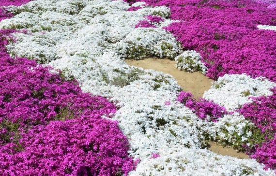 Creeping Thyme Seeds White Magic: Heirloom Thymus Serpyllum, Non-GMO, Organic Ground Cover, Easy Outdoor Plant