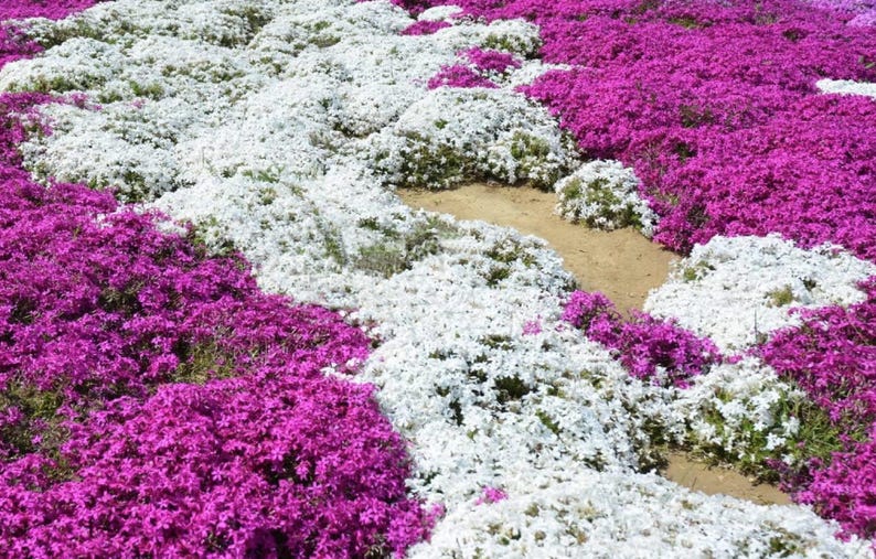 White Magic Creeping Thyme Seeds - Thymus Serpyllum - Heirloom Ground Cover Plants - Easy to Plant and Grow