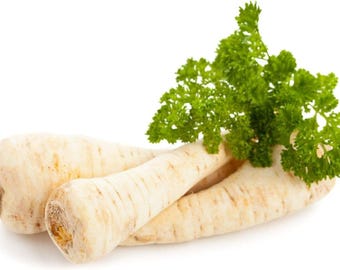 Parsley Root Seeds Dutch Hamburg: Heirloom Non-GMO Vegetable, Organic Herb Petroselinum Crispum, Rare Garden Seed Pack