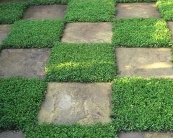 Perennial Herniaria Glabra Green Carpet Seeds Rupturewort Low Growing, Spreading, Ground Cover