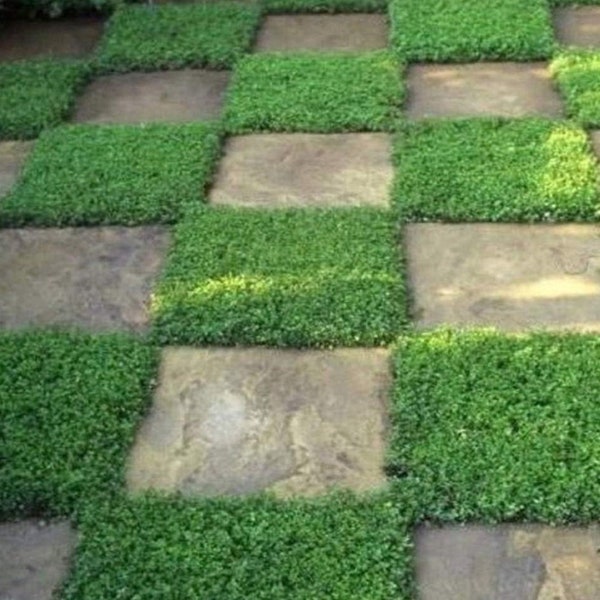 Perennial Herniaria Glabra Green Carpet Seeds Rupturewort Low Growing, Spreading, Ground Cover