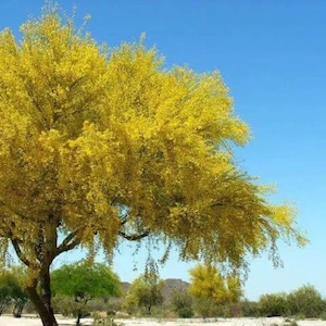 Desert Museum Tree Seeds Thornless Palo Verde Cercidium x Hybrid Yellow Flowers Shade Tree