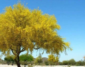 Desert Museum Tree Seeds Thornless Palo Verde Cercidium x Hybrid Yellow Flowers Shade Tree