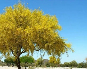 Desert Museum - Thornless Palo Verde Seeds Cercidium x 'Desert Museum'