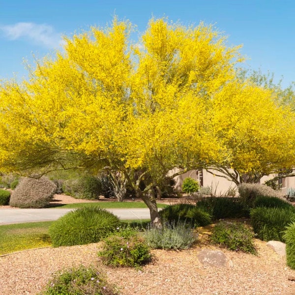 Blue Palo Verde Tree Seeds | Vibrant Yellow Desert Beauty | (Parkinsonia florida)