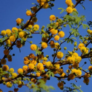 Sweet Acacia Tree Huisache Acacia farnesiana image 2