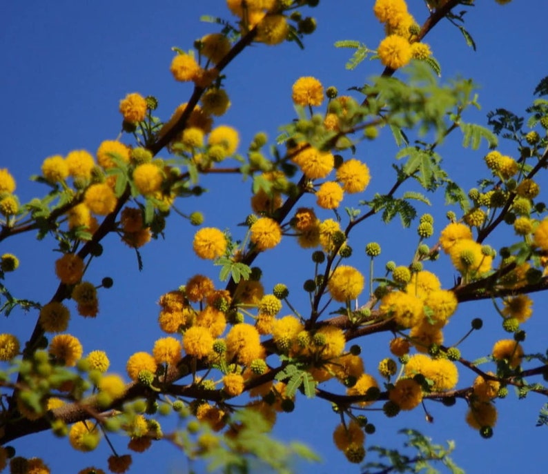 Sweet Acacia Tree Huisache Acacia farnesiana image 2