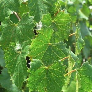Green Heirloom Grape Seeds - Non GMO - Sweet Fruit