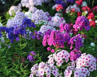 Flower Seeds Mixed Phlox Dwarf Popstars, Perennial Ground Cover, Creeping Popstars, Rare Outdoor Gardening