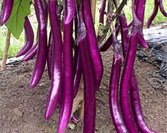 Long Purple Eggplant - 30 Seeds - Non-Gmo Aubergine Asian Vegetable