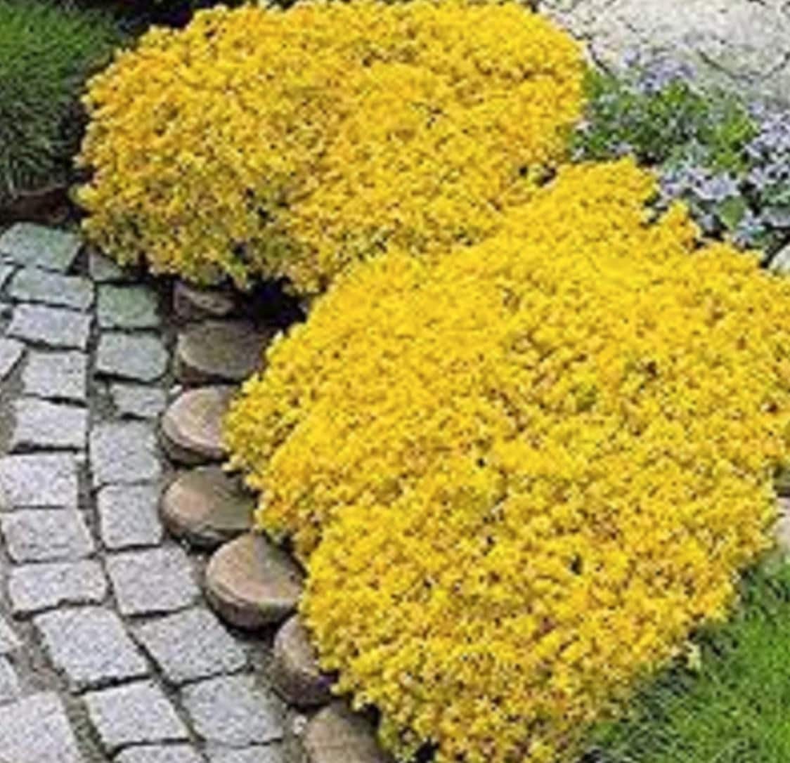 Yellow Creeping Thyme Seeds Thymus Serpyllum Heirloom Ground Cover