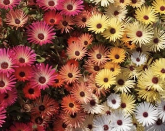 Seeds Ice Plant Mix: 2000 Non-GMO Heirloom Multicolor Ground Cover Daisy Flower Seeds Pack