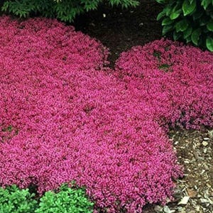 Red Creeping Thyme Seeds - Easy-Grow - Fragrant Ground Cover Plants- Thymus Serpyllum