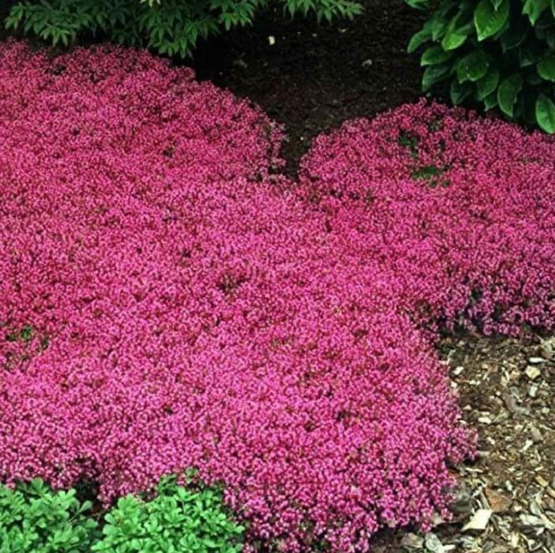 Red Creeping Thyme Seeds - Easy-Grow - Fragrant Ground Cover Plants- Thymus Serpyllum
