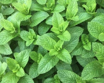 Spearmint Seeds Organic Herb: Non-GMO Mentha Spicata for Outdoor Gardens